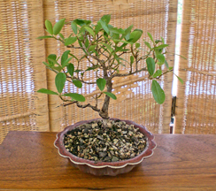 Ficus