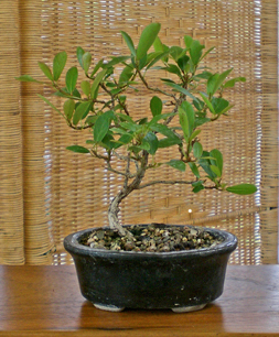 Ficus