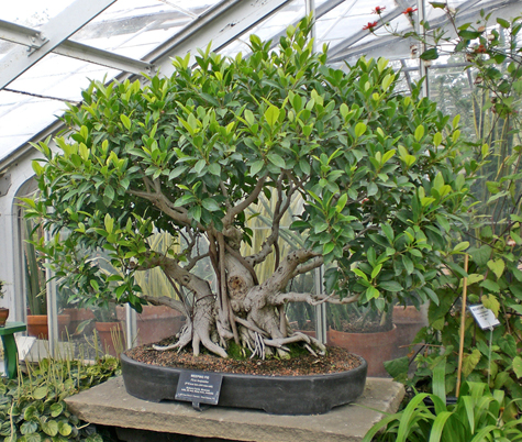 Ficus Forest