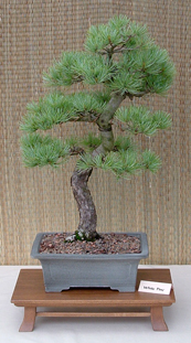 white pine 2