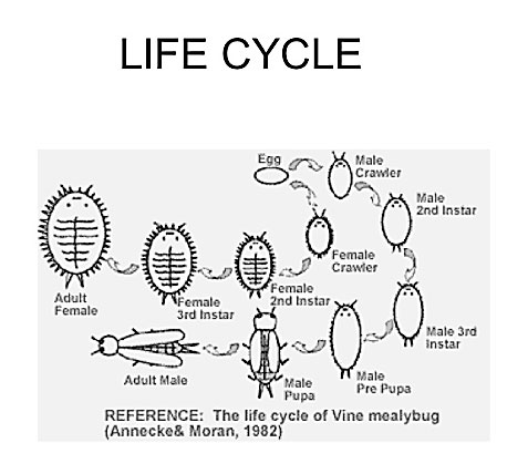 mealybugs life cycle
