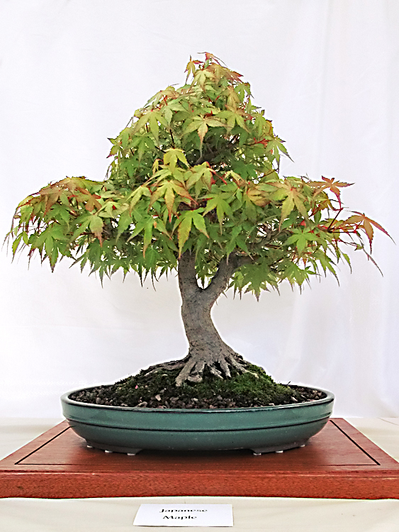 2017 Bonsai Show Trees on Display.